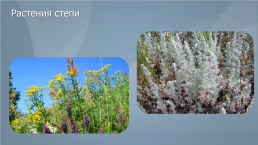 Жизненные формы и экологические группы растений степей, слайд 16