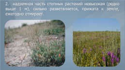 Жизненные формы и экологические группы растений степей, слайд 5