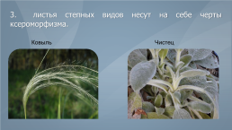 Жизненные формы и экологические группы растений степей, слайд 6