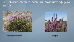 Жизненные формы и экологические группы растений степей, слайд 7
