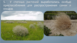 Жизненные формы и экологические группы растений степей, слайд 8