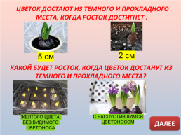 Выгонка луковичных растений, слайд 4