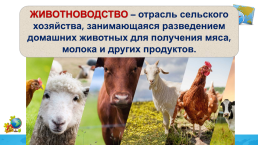 Растениеводство и животноводство: география основных отраслей, слайд 28