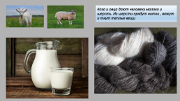 Домашние животные и их польза, слайд 11