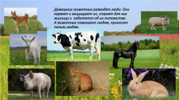Домашние животные и их польза, слайд 2