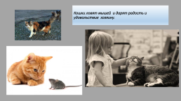 Домашние животные и их польза, слайд 20
