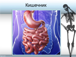 Строение тела человека, слайд 21