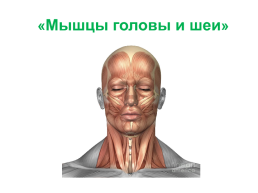 Мышцы головы и шеи, слайд 1