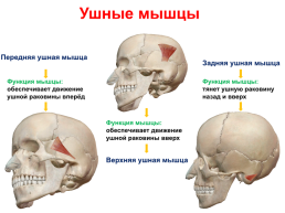 Мышцы головы и шеи, слайд 13