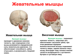 Мышцы головы и шеи, слайд 14