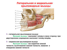Мышцы головы и шеи, слайд 15
