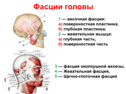 Мышцы головы и шеи, слайд 16