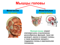Мышцы головы и шеи, слайд 2