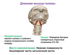 Мышцы головы и шеи, слайд 24