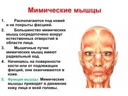 Мышцы головы и шеи, слайд 3