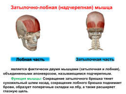 Мышцы головы и шеи, слайд 4