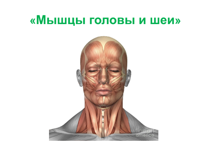 Мышцы головы и шеи