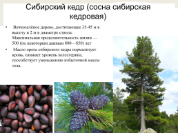 Природная аптека и заветные деревья Пармы, слайд 15