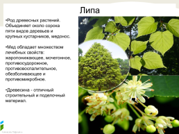 Природная аптека и заветные деревья Пармы, слайд 16