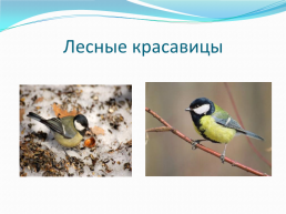 Зимующие птицы нашего города, слайд 4