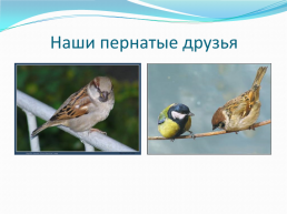 Зимующие птицы нашего города, слайд 6