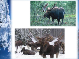 Викторина зимовье диких и домашних животных, слайд 9