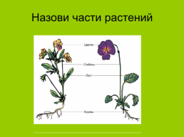 Комнатные растения 2, слайд 10