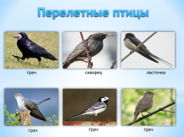 Перелетные и зимующие птицы, слайд 3