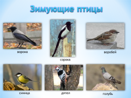 Перелетные и зимующие птицы, слайд 4