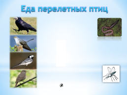 Перелетные и зимующие птицы, слайд 6