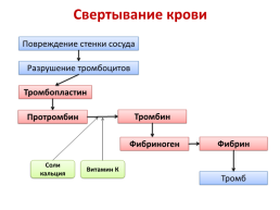 Свертывание крови, слайд 1