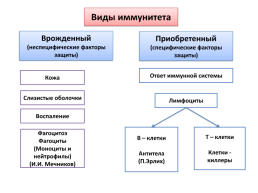 Свертывание крови, слайд 11