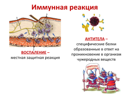 Свертывание крови, слайд 12