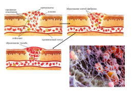 Свертывание крови, слайд 2