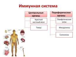 Свертывание крови, слайд 7