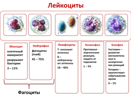 Свертывание крови, слайд 9