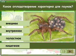 Сколько существует видов класса паукообразные?, слайд 14