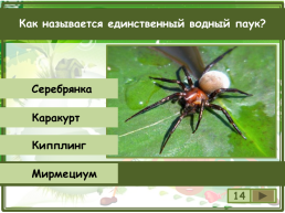 Сколько существует видов класса паукообразные?, слайд 15