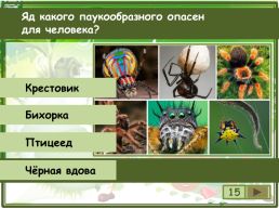 Сколько существует видов класса паукообразные?, слайд 16