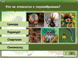 Сколько существует видов класса паукообразные?, слайд 3