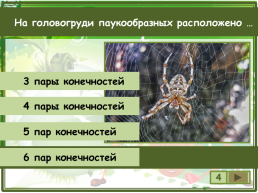 Сколько существует видов класса паукообразные?, слайд 5
