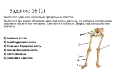 Опорно-двигательная система. Скелет, слайд 18