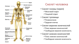 Опорно-двигательная система. Скелет, слайд 2