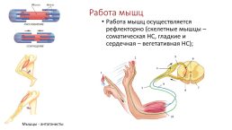 Опорно-двигательная система. Скелет, слайд 28