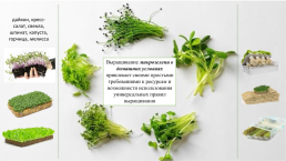 Микрозелень – экологическое будущее России, слайд 6
