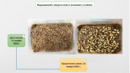 Микрозелень – экологическое будущее России, слайд 9