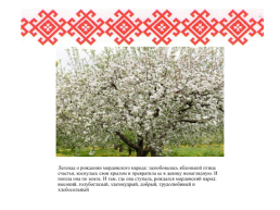 Роль семьи в сохранении языка, культуры, традиций мордовского народа, слайд 14