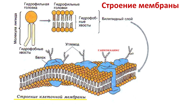 Строение мембраны. Гликокаликс