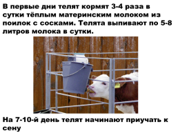 Содержание коров на фермах. Выращивание телят, слайд 14