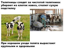 Содержание коров на фермах. Выращивание телят, слайд 18
